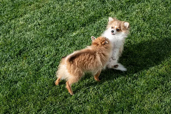 İki canlı pomeranyalı güneşli bir öğleden sonra canlı yeşil bir çimenlikte şakacı bir şekilde etkileşime geçiyorlar. Enerjik hareketleri neşe ve dostluk gösteriyor..