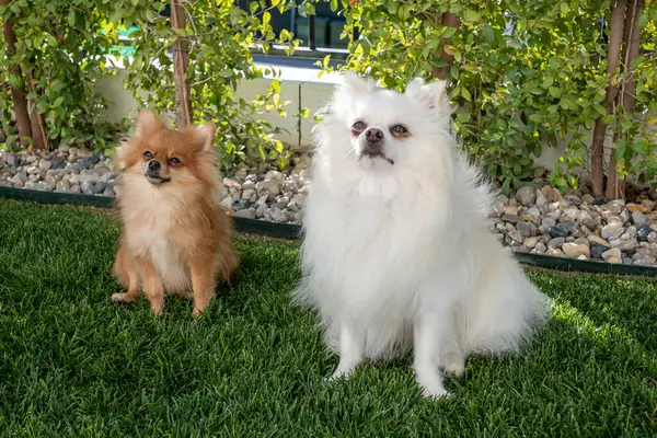 İki küçük köpek, biri altın sarısı, diğeri tüylü beyaz yeşil ve taşlarla dolu canlı bir arka bahçede güneşli bir öğleden sonranın tadını çıkararak barışçıl bir atmosfer yaratıyor..