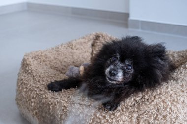 Yaşlı bir Pomeranian köpeği, minimalist bir iç mekanda yumuşak bir yatakta dinleniyor. Sönük renkler, köpek dinlenme zamanının tadını çıkarırken sakin bir atmosfer yaratır..