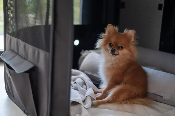 Yumuşak battaniyeli bir yatakta rahat bir şekilde dinlenen tüylü bir Pomeranian, sıcak ve davetkar bir evin tadını çıkarıyor. Köpek rahat ve memnun görünüyor..