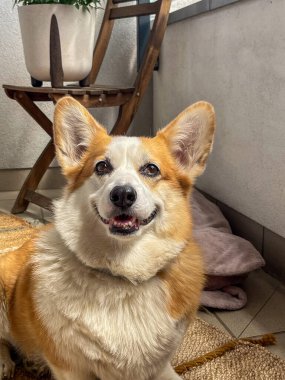 Yumuşak kürklü Corgi köpeği, ahşap bir sandalyenin yanındaki yumuşak bir halıya uzanıyor, kapalı bir ortamda neşeli bir tavır sergiliyor.