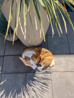 Corgi köpeği, yeşil yemyeşil yapraklar ve yakınlarda büyük bir bitki örtüsüyle taş kaldırımlarda huzur içinde dinleniyor. Doğal ışık ile dolu sakin bir açık hava manzarası yaratıyor.