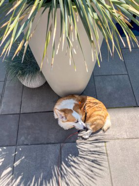 Corgi köpeği seramik bir verandaya kıvrılır, verimli yeşilliklerle çevrili büyük bir saksı bitkisinin altında rahatça dinlenir ve güneşin altında huzurlu bir anın tadını çıkarır.