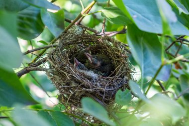 Yavru kuşlar yemyeşil yeşilliklerle çevrili bir yuvada dinleniyorlar. Doğanın hassas dengesini ve vahşi yaşamın besleyici yönlerini vurguluyorlar.