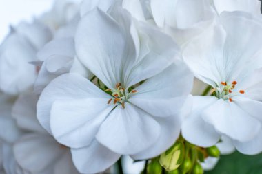Yumuşak taç yaprakları ve turuncu erkek organlarıyla beyaz çiçeklerin güzel yakın çekimi, sakin bir ortamda narin yapılarını ve canlı renklerini vurguluyor.