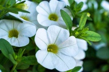 Etrafı yemyeşil yapraklarla çevrili beyaz çiçeklerin detaylı görüntüleri yumuşak dokularını ve canlı sarı merkezlerini vurguluyor. Huzur ve güzellik hissi uyandırıyor.