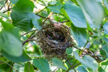 Yavru kuşların bulunduğu yuva yemyeşil yeşilliklerle çevrili. Huzurlu bir ortamda doğanın besleyici yönünü ve vahşi yaşamın hassas dengesini vurguluyor.