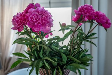 Canlı yeşil yapraklarla çevrili, doğal ışıkla yıkanmış, iç mekanın rahat atmosferini geliştiren, süslü, pembe şakayıklar.