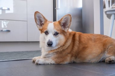 Corgi köpeği gösterişli mutfak zemininde rahatça dinleniyor, kabarık kürkünü ve dostça ifadesini sergiliyor, evde sıcak ve davetkar bir atmosfer yaratıyor.