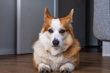 Yumuşak Corgi köpeği rahat bir şekilde ahşap zeminde dinleniyor. Kapalı bir alanda, büyüleyici özelliklerini ve rahat duruşunu vurguluyor. Evcil hayvan fotoğrafçılığı için ideal.