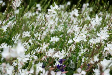 Canlı yeşil bir alanda çiçek açan, yemyeşil yapraklarla çevrili, doğal bir ortamda huzurlu ve huzurlu bir atmosfer yaratıyor.