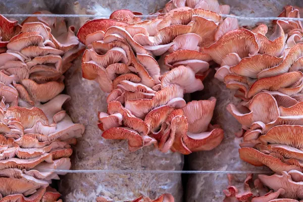 Pembe istiridye mantar kümeleri canlı renkler ve karmaşık dokular sergiler, doğal bir alt tabakada büyürler, organik yetiştirme ve tazeliği vurgularlar.