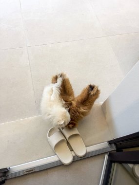 Farklı kürk renklerine sahip tüylü hayvanlar fayanslı zeminde beyaz terliklerin yanına şakacı bir şekilde yerleştirilirler ve sıcak ve davetkar bir iç mekan yaratırlar.