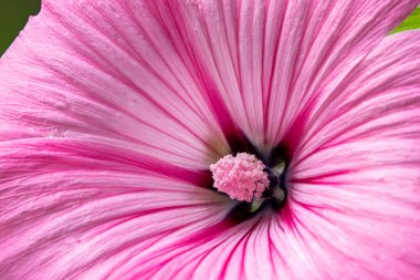 Bu yakın plan resim, doğanın ve çiçek estetiğinin güzelliğini vurgulayan, karmaşık taç yaprağı dokuları ve hassas erkek organı detaylarıyla canlı pembe bir çiçek yakalar.