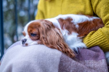 Şövalye Kral Charles Spaniel, yumuşak bir battaniyeye sarılmış, bir balkonda sonbahar renkleriyle sarılmış, bir sıcaklık ve samimiyet hissi uyandıran bir kucak üzerinde rahatça uzanır.