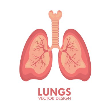Akciğerler İnsan Solunum Organı Sağlık Hizmetleri İzole Edilmiş Vektör İllüstrasyonu