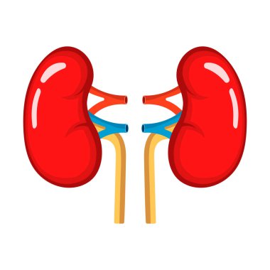 Böbrek anatomisi beyaz arka planda karikatür tarzında izole edilmiş bir ikon. İnsan organı sembolü vektör illüstrasyonu