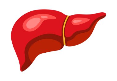 İnsan karaciğeri hayati iç organ, renkli ikon. Tıbbi sağlık sembolü izole edilmiş vektör çizimi