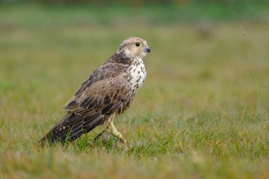 Endangered wild bird  Saker falcon, falco cherrug, in the Hungarian steppe