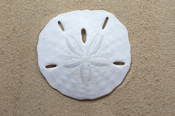 Top view of Common sand dollar, echinarachnius parma, on the sandy beach