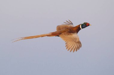 Pheasant in flight Phasianus colchicus, hunting game in blue sky clipart