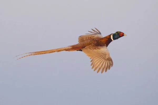 野鸡在空中飞舞 狩猎游戏在蓝天 图库图片