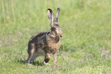 Avrupa Kahverengi Tavşanı Lepus Avcı Uzun kulaklı, av hayvanı