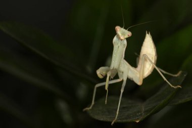 Dev Asya peygamber devesi, hiyerodula tenuidentata, Avrupa 'da yeni bir istilacı tür.