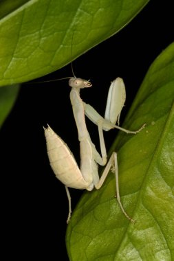 Dev Asya peygamber devesi perisi, hiyerodula tenuidentata