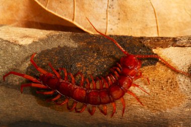 Eupolybothrus transsylvanicus, yapraklardaki büyük, tehlikeli Avrupa kırkayağı.