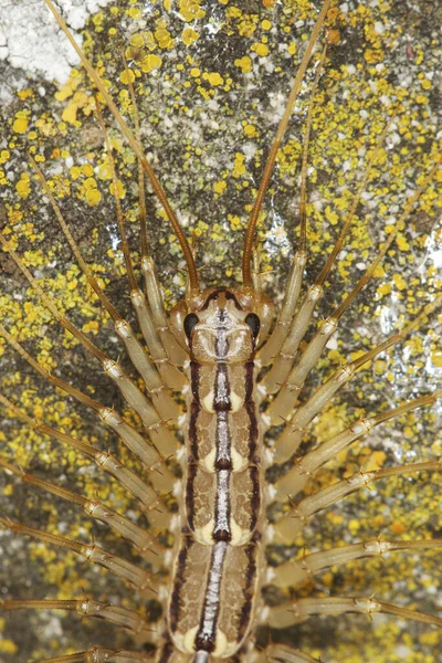 Centipede의 상위보기 Scutigera Coleoptrata — 스톡 사진