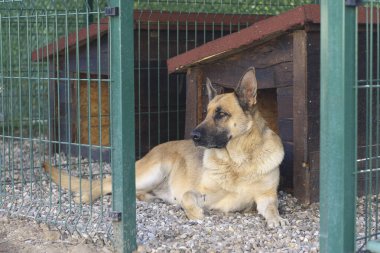 Kafesteki terk edilmiş köpekler için akıl hastanesindeki kutuda üzgün Alman çoban köpeği.