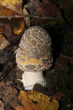 Ormandaki Snakeskin Grisette, amanita ceciliae mantarına yakın çekim