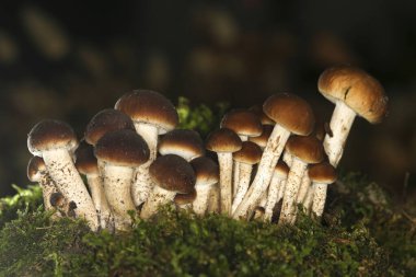 Cyclocybe sillindracea, kavak tarlası mantarları yeşil yosun üzerinde