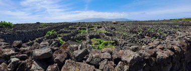 Panorama of a vineyard on the island of Pico in the Azores clipart