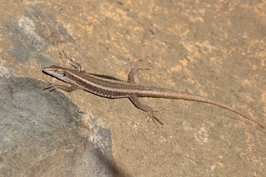 Madeiran duvar kertenkelesi, Teira dugesii, endemik türler bir kayanın üzerinde güneşleniyor..