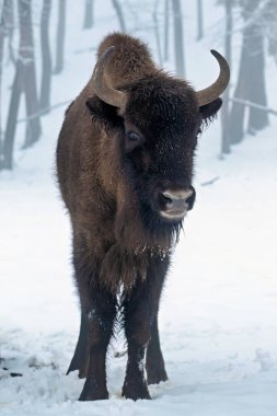 Avrupalı bizon, Bizon Bonasus, karla kaplı dondurucu kış ormanında kameraya bakıyor. Bizon, Avrupa 'nın doğal ormanlarında.
