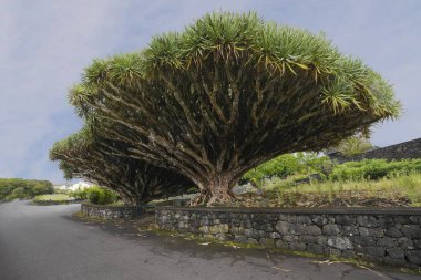 Two Dragon tree on the volcanic island of Pico Azores Portugalia. clipart