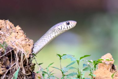 Portrait of  non venomous Indian rat snake, ptyas mucosa clipart