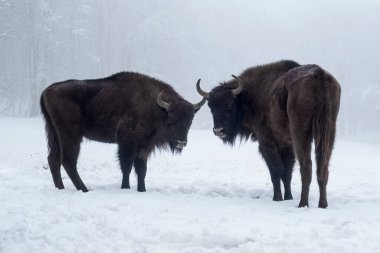 Two European bison, Bison bonasus, standing in freezing winter forest covered in snow, looking at camera. Bison,  in its european natural forest. clipart