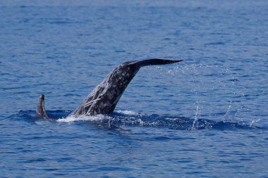 Dalış yapan Risso 'nun yunusu, büyükbaba Griseus, yaralı kuyruk, Pico Adası Azores.