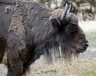 Portrait of big horned European bison, Bison bonasus in wildness.  clipart