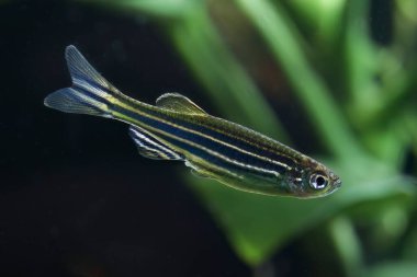 Zebra balığı (Danio rerio) yerleştirilmiş akvaryum