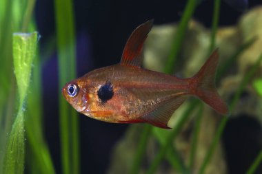 Kırmızı hayalet tetra, Hyphessobrycon Sweglesi, ekilmiş akvaryumda yüzüyor.