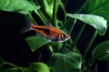 Lambchop rasbora, Rasbora the Sweet Water Akvaryumu 'nda