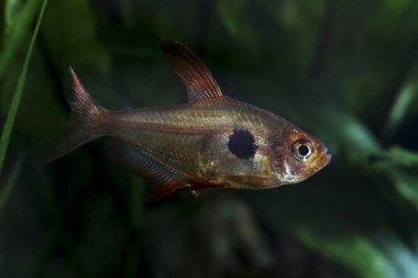 Kırmızı hayalet tetra, Hyphessobrycon sweglesi, ekilmiş akvaryumda yüzüyor..