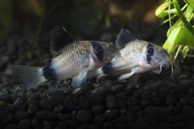 İki panda balığı, tropikal tatlı su tankında Corydoras panda.