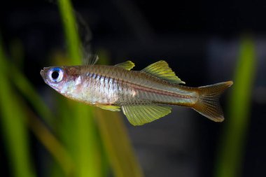 Forktail blue-eye, Pseudomugil furcatus türünde akvaryum balığı..
