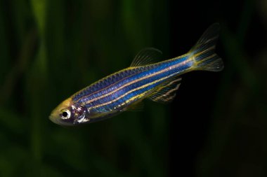 Zebrafish, Danio rerio, ekili akvaryumdaki tropikal balıklar..
