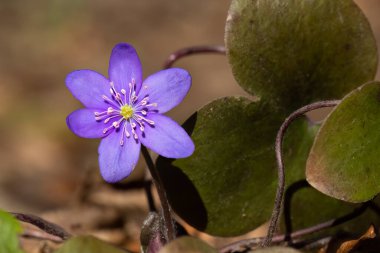 Violet Hepatica Nobilis, ilk bahar çiçekleri. Yaygın Hepatica veya Anemone hepatikası, mavi çiçekler, yakın çekim. Ranunculaceae familyasındaki ciğer yaprağı ya da karaciğer otu bitkisi..